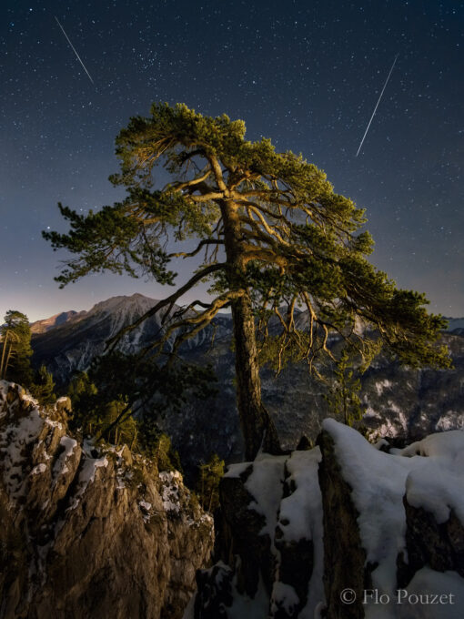 L'arbre à deux facettes