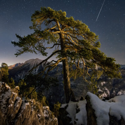 L'arbre à deux facettes