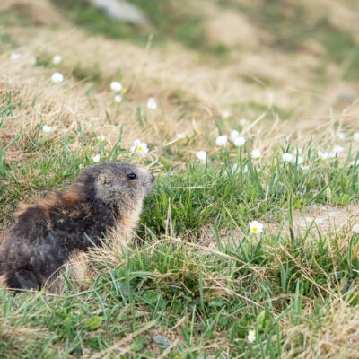 Marmotton découvre la vie