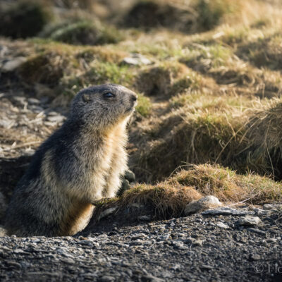Marmotton profite du soleil
